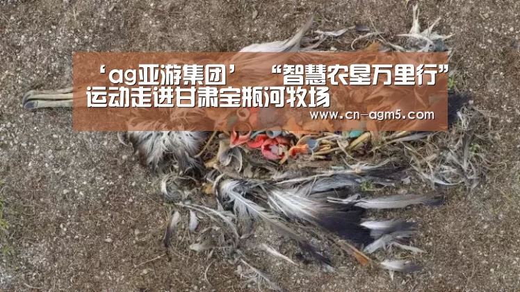 ‘ag亚游集团’
“智慧农垦万里行”运动走进甘肃宝瓶河牧场(图2) ag官网